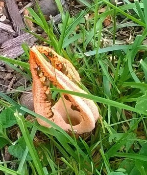 A squid stinkhorn mushroom found in a Seacoast backyard. [Courtesy photo by Jane Coffey]