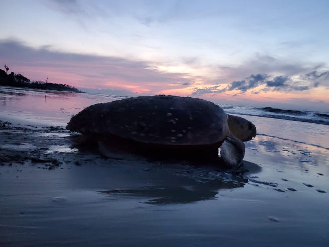 An adult female loggerhead turtle returns to the sea at dawn Tuesday after nesting on Wassaw Island. Photo by Caretta Research Project.