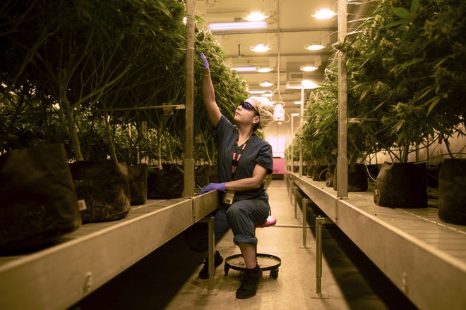 Yasmin Pena trims excess leaves from marijuana plants at Cresco Labs on last year in Joliet. [Erin Hooley/Chicago Tribune/TNS]