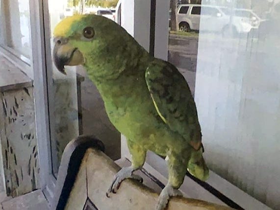 Frankie, the house parrot at Cafe Frankie's in Boynton Beach, had been missing since Friday, July 5, 2019. His owner got him back on Thrusday, July 11, 2019. [FAMILY PHOTO]