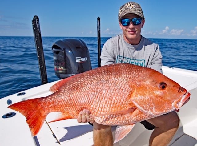 James Scott with a huge red snapper, estimated at 40 pounds. He caught her June 28 – his birthday – fishing off Palm Coast with Captain Tommy Derringer. Big fish, but likely not this big, will be a common sight today as the first of five red snapper season days begins. [Contributed]