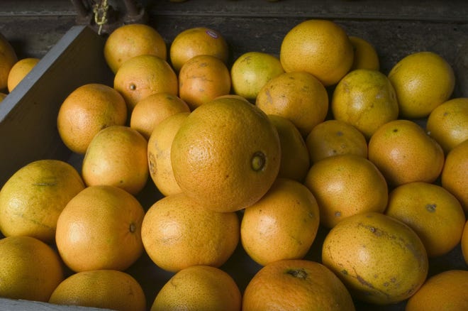 The final count for the 2018-2019 growing season is 71.6 million 90-pound boxes of oranges, according to the U.S. Department of Agriculture. The total reflects a 59 percent increase in oranges from the 2017-2018 season. [GateHouse Florida photo]