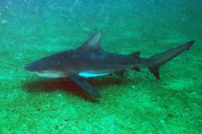 File image of a bull shark. [Carol_D_Cox/Florida Fish and Wildlife Conservation Commission]