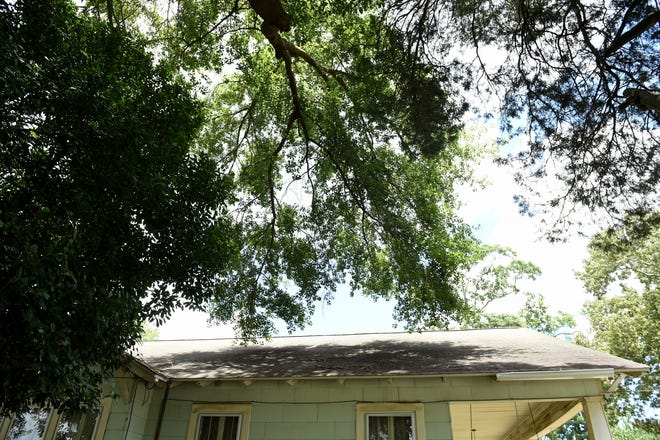 Tree limbs hang over Marilyn Jones' home on Murphy Street. Recently, a limb fell and punched a hole in her home's siding. The tree stands on city right of way. [MICHAEL HOLAHAN/THE AUGUSTA CHRONICLE]