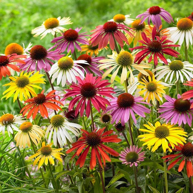 For more information on coneflowers and other late-blooming perennials, visit the Cornell Cooperative Extension of Oneida County website at cceoneida.com. [STOCK PHOTO]