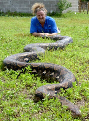 Emerald Coast Zoo co-owner Rick de Ridder, poses with Ginormica the reticulated python recently at the zoo by Crestview. de Ridder said that Ginormica is probably the largest snake in Florida at 20 feet long, weighing 200 pounds. He believes that one day the snake will be big enough to beat the world record held by the python Medusa at 25 feet. [NICK TOMECEK/DAILY NEWS]