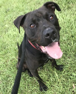 Owen, ID Number 41189857, is a 3-year-old male terrier/American Staffordshire mix with black and white coloring. Adoption price: $35 (Photo provided)