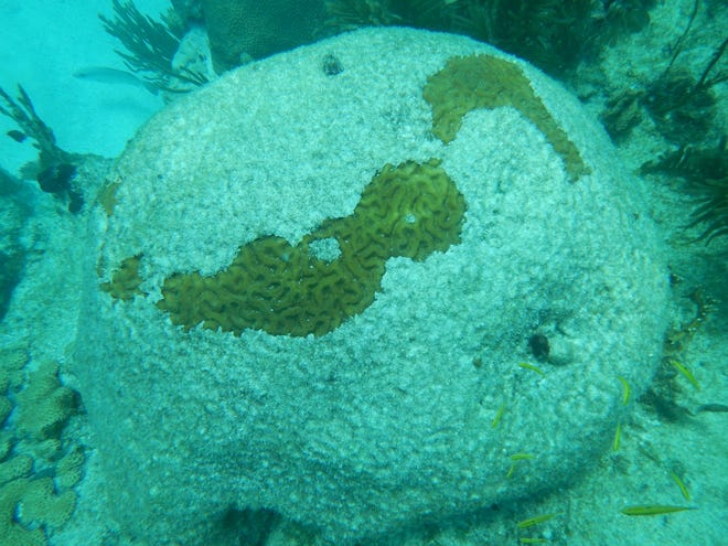A dying brain coral in Looe Key in the lower Florida Keys pictured in March 2016. Found in the Caribbean, brain coral can grow up to six feet tall and live for up to 900 years. (Photo credit: Brian Lapointe, Ph.D., Florida Atlantic UniversityþÄôs Harbor Branch Oceanographic Institute)