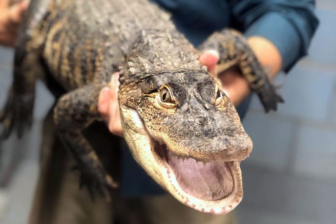 In this image provided by Chicago Animal Care and Control, a person holds an alligator, Tuesday, July 16, 2019, in Chicago. Police say an expert from Florida captured the elusive alligator in a public lagoon at Humboldt Park early Tuesday. (Kelley Gandurski/Chicago Animal Care and Control via AP)