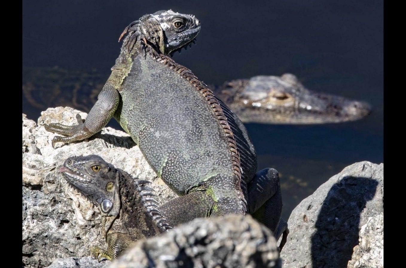 If you’re killing iguanas in Florida, do it in the ‘kindest manner