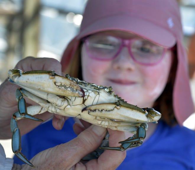 Staying away from its claws, Emma Fitzgerald, 5, examines the blue crab she caught in her net using chicken as bait. Her curiosity satisfied, the crab was released back to the river. Find more photos on page A5. [Steve Bisson/savannahnow.com]