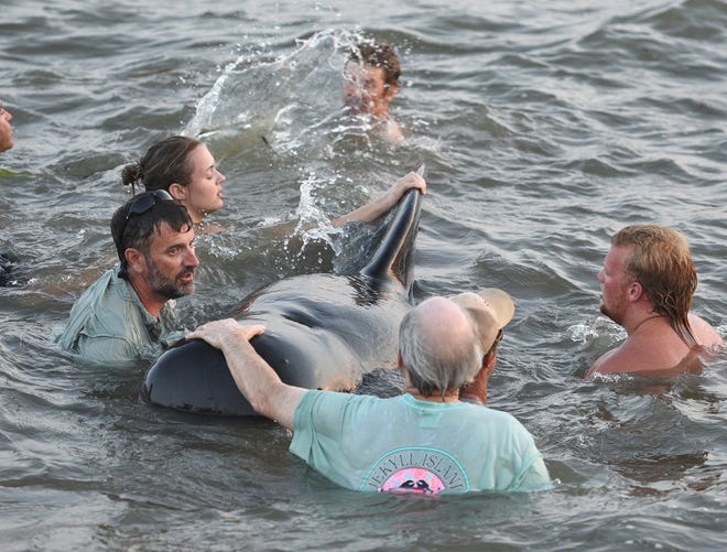 Georgia Department of Natural Resources personnel and beachgoers struggle to keep a short-fin pilot whale from crashing into the seawall on St. Simons Island, Ga., Tuesday, July16, 2019. Dozens of pilot whales beached themselves on a Georgia shore and most were rescued by authorities and onlookers who pulled the animals further into the water. (Bobby Haven /The Brunswick News via AP)