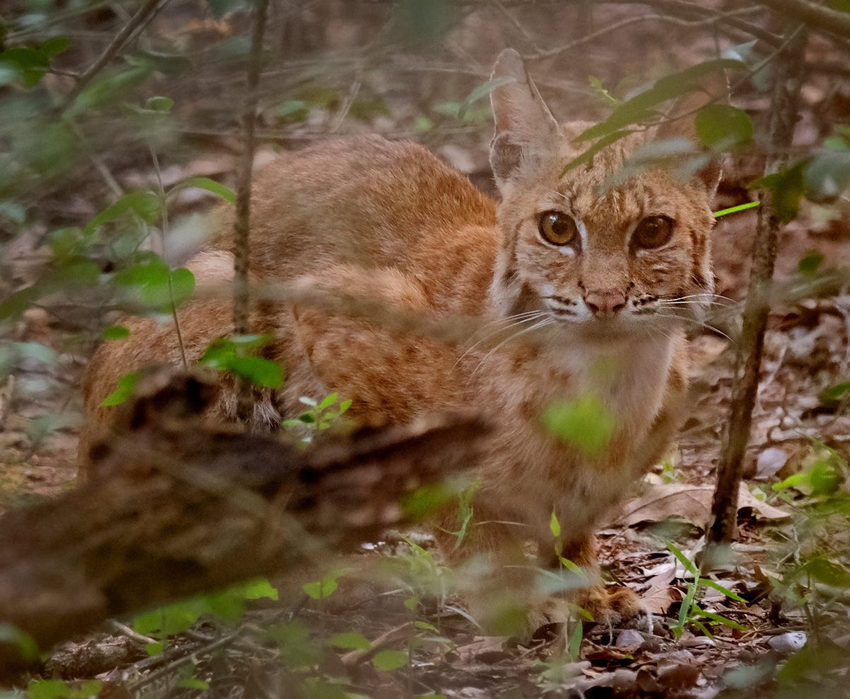 How to stay safe, protect pets from bobcats