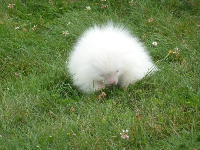 This albino porcupine was spotted on the grounds of the Seashore Trolley Museum in Kennebunkport Tuesday.
[Photo courtesy of Fred Hessler]