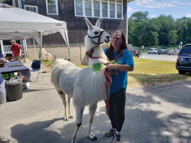 Deb Bell goes for a stroll with Chippi, a llama, outside Westport Town Hall Annex during a 2018 event marking two years since animal abuse was discovered at an American Legion Highway tenant farm. [Correspondent Photo | Jeffrey D. Wagner]
