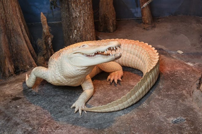 Here's a photo of the albino alligator Alabaster posted on the Facebook page of the South Carolina Aquarium in Charleston.