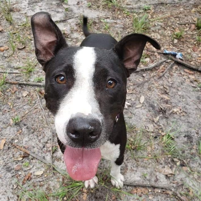 Donnie is a handsome 1 1/2 year-old-male Lab/terrier mix. He is very sweet and does well with dogs and kids (cats unknown, but we can test). Donnie knows sit and can't wait to be your loving companion. He is available to adopt at our shelter. Meet him today.