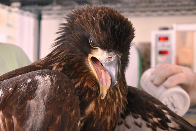 A juvenile bald eagle that's being rehabilitated at Wild Care in Eastham. [PHOTOS COURTESY OF KERRY REID]