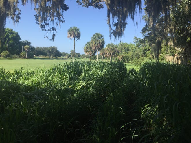 Faced with a potential negative return on investment in the Bobby Jones Golf Complex, Sarasota city commissioners are considering the idea of a conservation easement. [HERALD-TRIBUNE STAFF PHOTO / BARBARA PETERS SMITH]