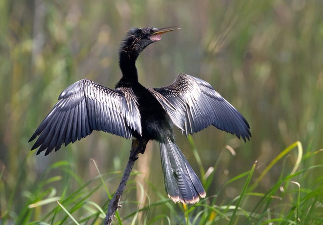 Male anhinga perches with wings spread and beak open. He will flutter the skin below his beak to help keep cool. [Diana Churchill/for Savannah Morning News]