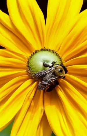 Rudbeckias will bring in an assortment of bees and other pollinators. [Photo by Norman Winter]