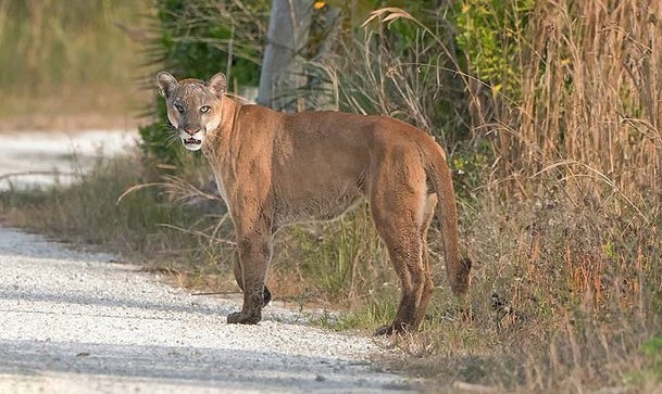 An endangered Florida panther that was seen in Hendry County in January 2017. A new University of Florida study has found that the importation of Texas female pumas in hopes that they would breed with male Florida panthers has increased the cats' genetic diversity for the better. [Photograph courtesy of the Florida Fish and Wildlife Conservation Commission]
