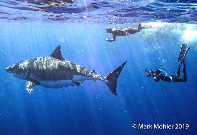 In this photograph taken by Mark Mohler, Deep Blue, the largest great white shark believed to have ever been photographed, swims next to diver Kimberly Jeffries, right, and Andrew Gray, pictured at the surface. PROVIDED PHOTO