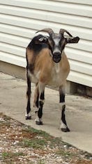 The goat on the loose in Greencastle made a stop on North Jefferson Street Tuesday before her capture on Celestial Terrace later in the afternoon. SHAWN HARDY/ECHO PILOT