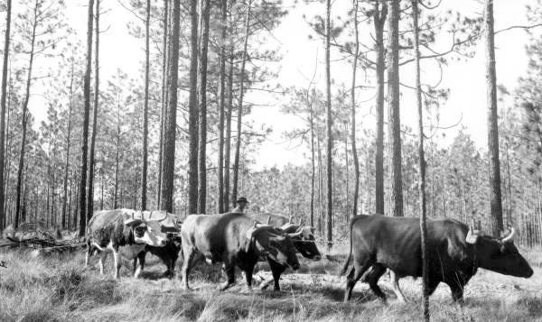 Hauling wood in Escambia County in the 1920s. (State Archives of Florida)
