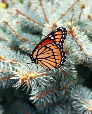 Pollinators such as the monarch butterfly are vitally important to our plants and flowers. [SARAH LORENZ/PHOTO PROVIDED]