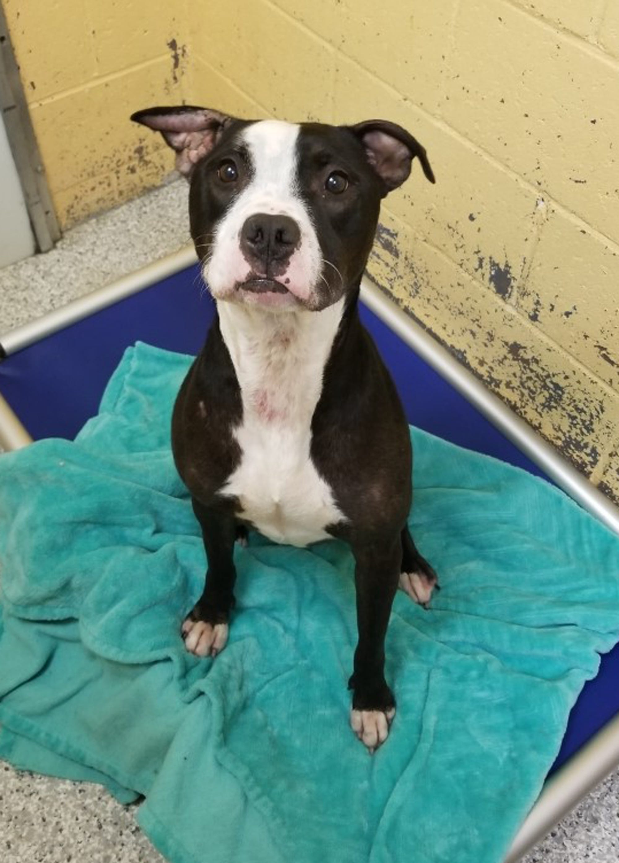 How To Get Rid Of Cauliflower Ear In Dogs