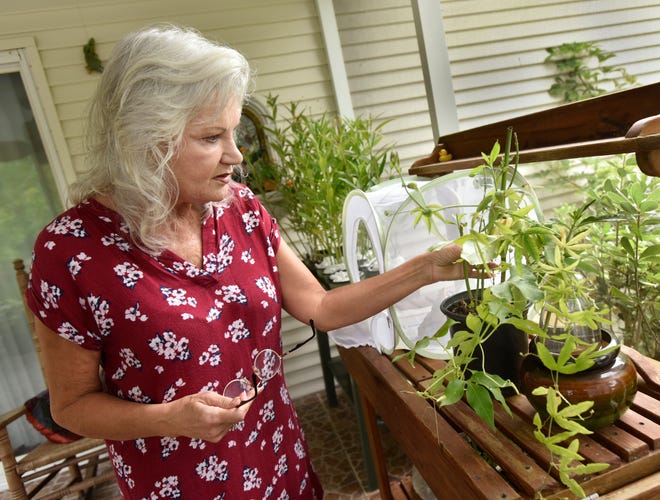 Sharon Miller inspects monarch caterpillars on her back porch Wednesday in Elkton. She raises them on her porch and releases the butterflies when they are ready. [Will Dickey/Florida Times-Union]