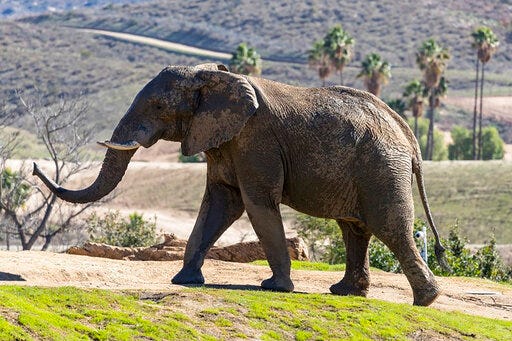 This undated photo provided by San Diego Zoo Global shows Msholo, an adult male African elephant at San Diego Zoo Safari Park in southern California. The elephant has moved across the country to a new home at Zoo Atlanta. The Union-Tribune reported Saturday, July 28, 2019, that 30-year-old Msholo arrived last week at the the Zambezi Elephant Center at the African Savanna, opening on Aug. 8 in Atlanta. (Ken Bohn/San Diego Zoo Global via AP)