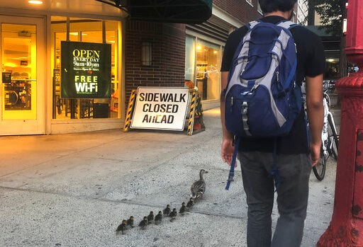 In this Sunday, July 28, 2019 photo provided by Lynn Harris, a mother duck leads her ducklings along a sidewalk on Seventh Avenue in the Brooklyn borough of New York. The ducks were crossed Sixth Street to avoid a dog when three of the ducklings fell into a storm drain. A pair of New York Police Department SWAT team members managed to rescue the ducklings and turn them over to a wildlife rehabilitator. (Lynn Harris via AP)
