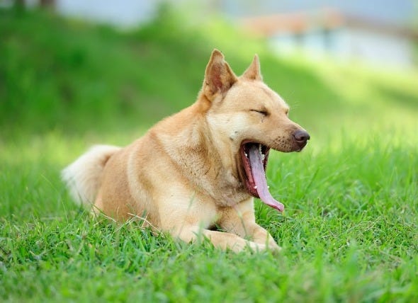 Why Do Dogs Yawn Shake Sneeze