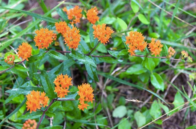 Butterfly weed is a colorful, long-lived, drought tolerant perennial that thrives across much of the U.S. [Photo by Betty Montgomery]