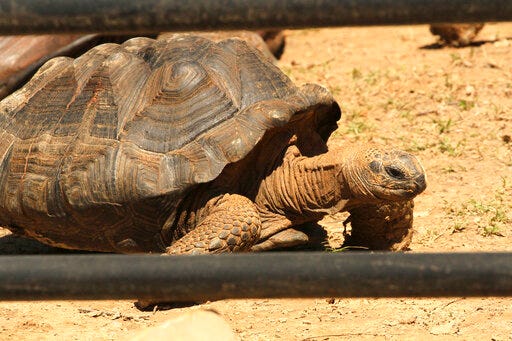 In this undated photo provided by the Little Rock, Ark., Zoo is Ed, a 580-pound tortoise that had lived at the zoo for nearly three decades. The zoo says Ed had been under veterinary care for several weeks and was euthanized on Friday, July 26, 2019 because of an intestinal impaction that couldn't be resolved.(Karen Caster/Little Rock Zoo via AP)