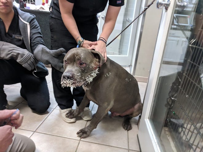 Tig was taken to the Hill County Animal Hospital earlier this summer after having an encounter with a porcupine near Barton Creek. Veterinarians on staff stayed late that day to help remove the quills from the dog's face. [COURTESY GRAHAM COHEN]