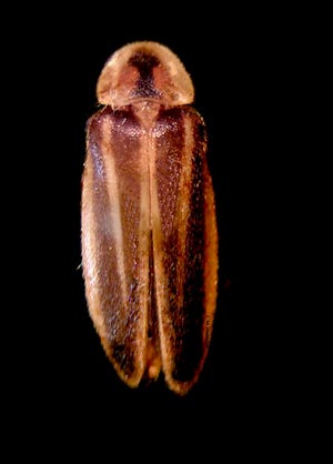 This image released by Delaware State University shows a rare Bethany Beach Firefly, Oct. 19, 2018, in Dover, Del. Some environmentalists want the firefly added to the federal Endangered Species List.