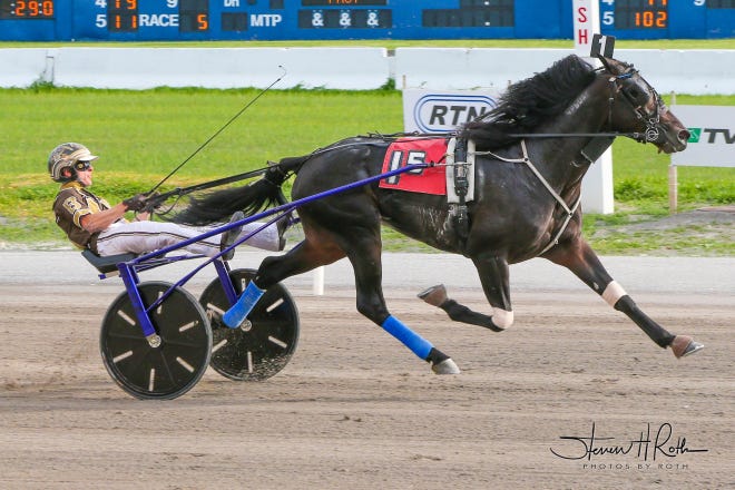 Mr Vicktor is driven by Middletown resident Tyler Buter and has won six of nine races this year. [STEVE ROTH]