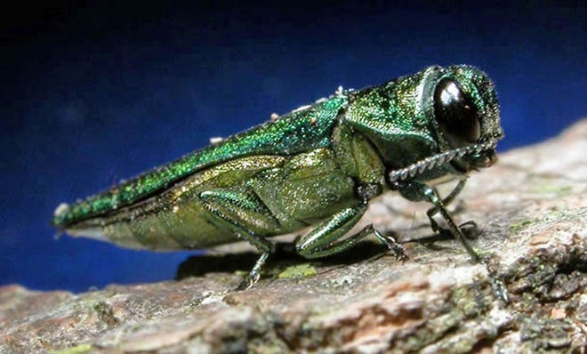 In an undated photo provided by the Minnesota Department of Natural Resources, an adult emerald ash borer is shown. (AP Photo/Minnesota Department of Natural Resources)