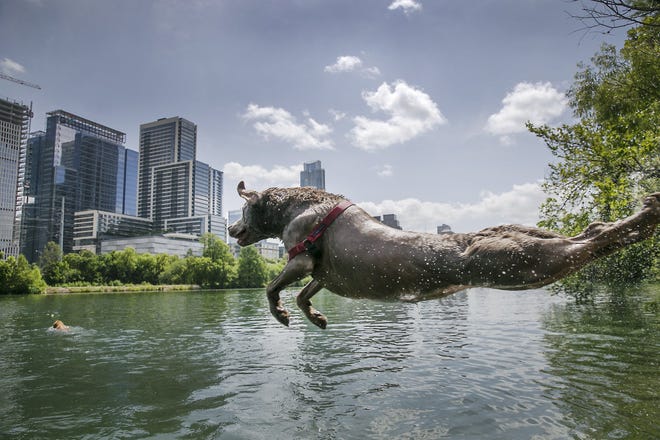 Royal, named after former Texas football head coach Darrell K. Royal, takes a flying leap into Lady Bird Lake on July 13, 2018, as her owner Russ Knox watches nearby. City officials are asking pet owners to keep their animals out of the lake because possibly dangerous algae in the water. [RALPH BARRERA/AMERICAN-STATESMAN]