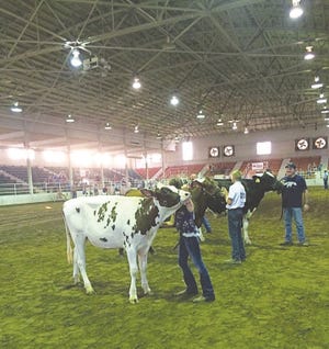 Dairy cattle exhibitors set up their cattle during the 2018 round-robin showmanship competition at the Tri-Rivers Fair in Salina. [Linda Lilly/Submitted]