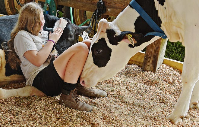 Rebecca Worthington of Plumstead relaxes with the calfs during the 70th annual Middletown Grange Fair. [KIM WEIMER / FILE]