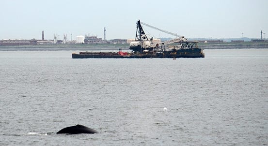 A young humpback whale has been seen eating and swimming in the shipping channel in Boston Harbor for the past three days, according to a statement from New England Aquarium. [Photo courtesy of Boston Harbor Cruises]