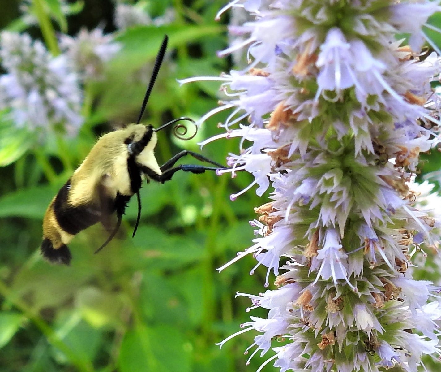 Hummingbird moths are totally delightful creatures