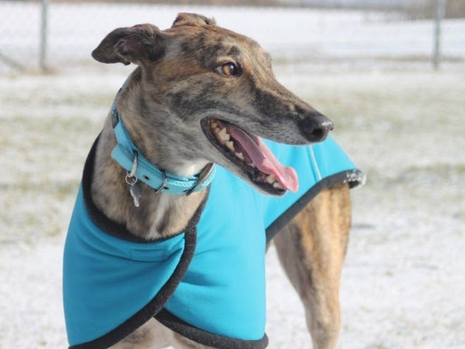 The Florida Greyhound Association went to court last year in an unsuccessful attempt to keep Amendment 13 off the ballot. The new lawsuit does not try to overturn the amendment but seeks damages under the Florida Constitution and the U.S. Constitution. [NEWS SERVICE OF FLORIDA]
