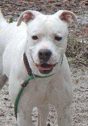 Savannah, an adult female boxer, is available for adoption from SAFE Pet Rescue of Northeast Florida. Call 904-325-0196. Vaccinations are up to date.
