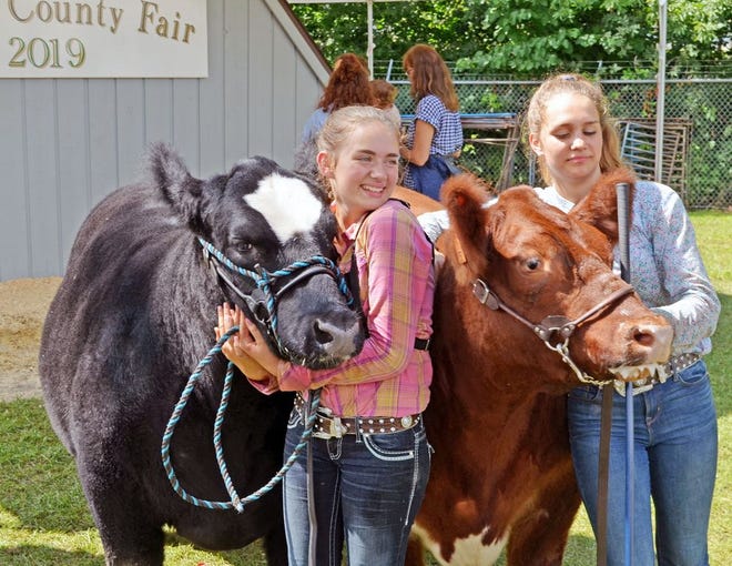 Katrina Howe with her Grand Champion Market Beef black and white steer, with sister Kara and her 2019 entry.