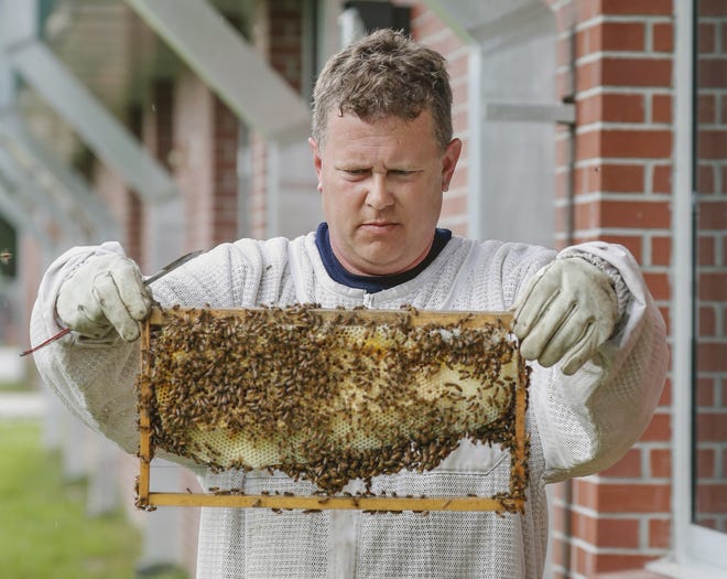 Beekeeper Jonathan Beale looks over a comb as he relocates a beehive into an indoor observation hive in a classroom at Combee Academy of Design & Engineering. The clear hive will be observed by students this school year as they learn the secret life of bees. [PIERRE DUCHARME/THE LEDGER]